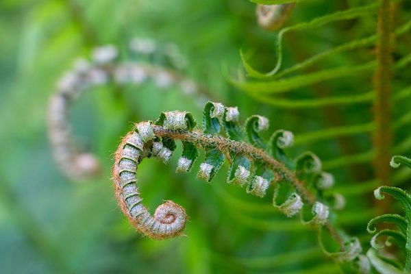 Horton, Janet 아티스트의 Issaquah-Washington State-USA Lady fern plant in early spring작품입니다.